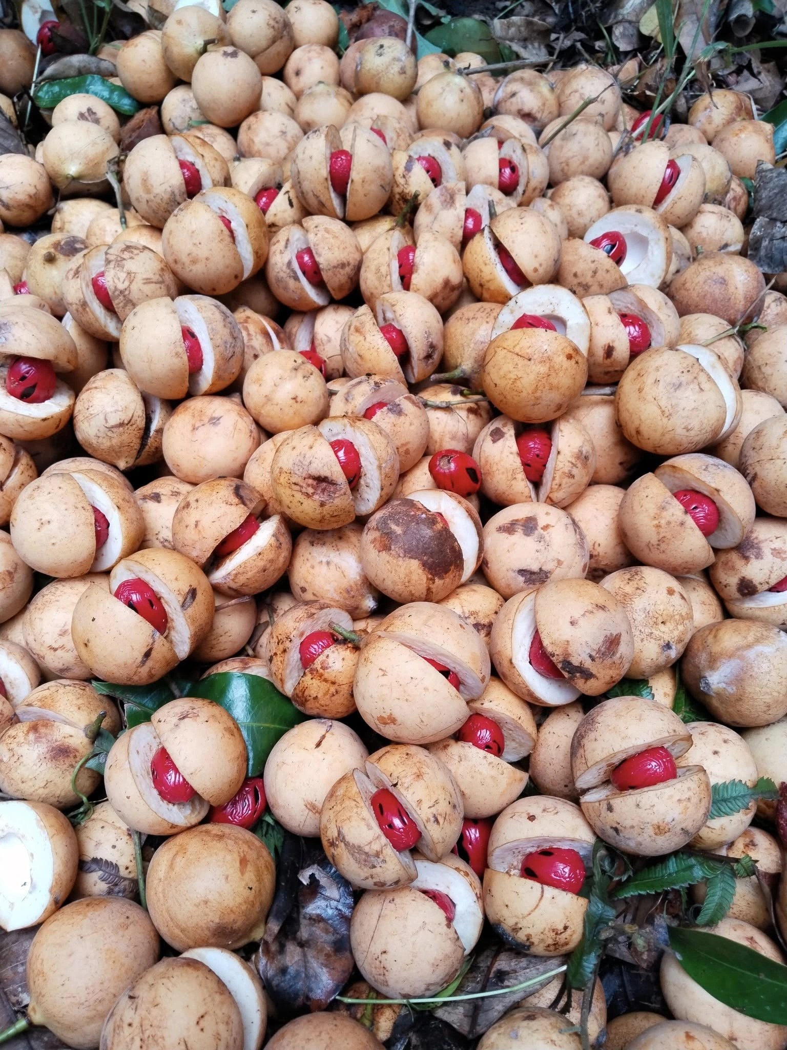 Whole dried nutmeg seeds (pala) from Java - High essential oil content for food industry